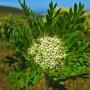 Rattlesnake Weed (Daucus pusillus): The flower cluster on this native is about 1" across.